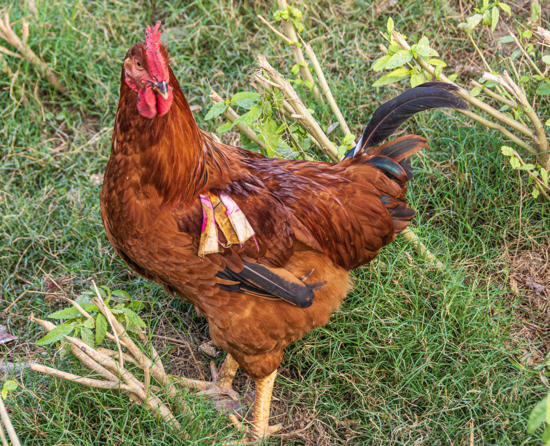 Chitwan Tharu Village Tour